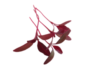 Red Amaranth Red Amaranth